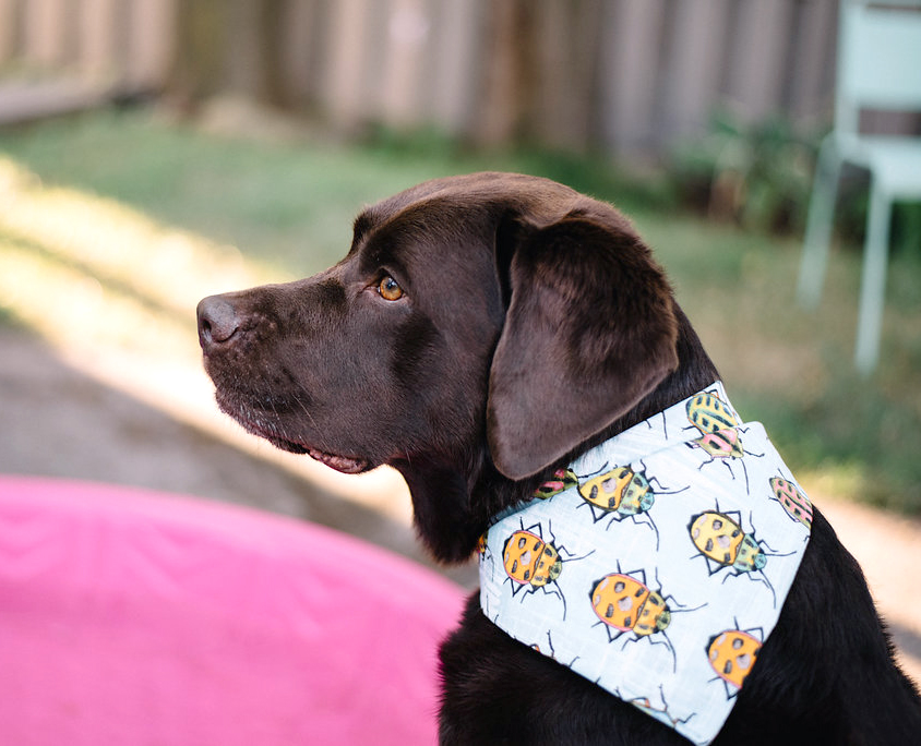 Dog Bandanas